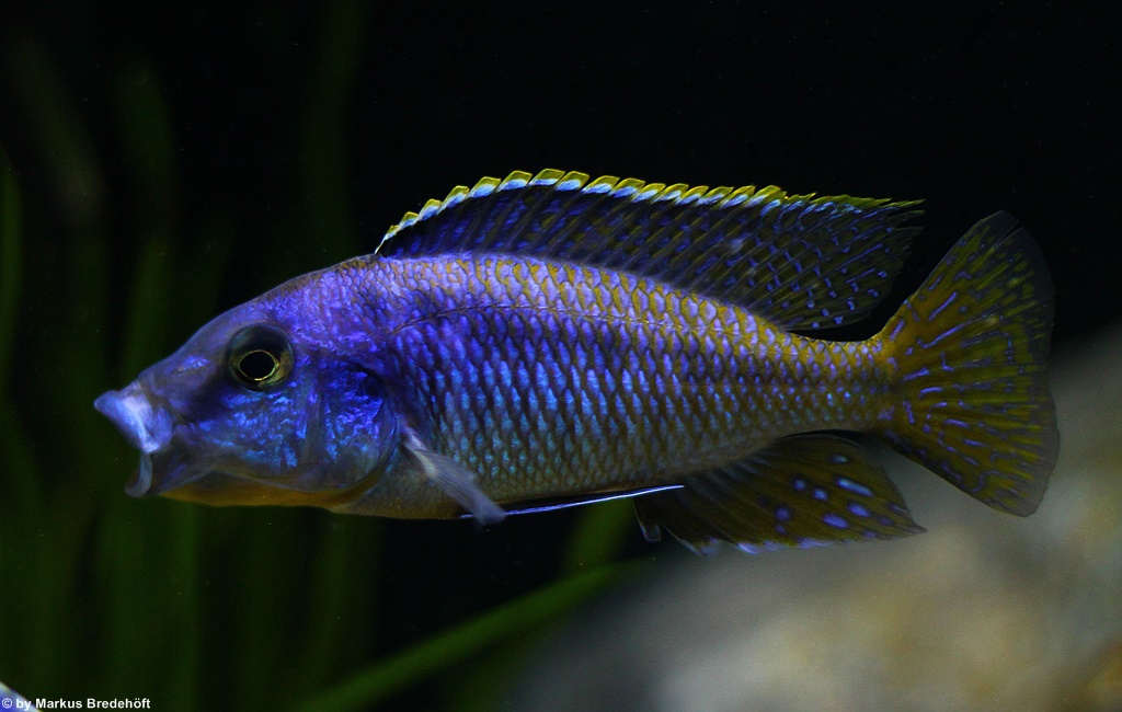 Mylochromis sp. "lateristriga makanjila"